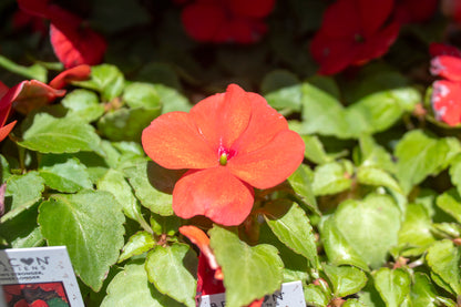Impatiens Flowers