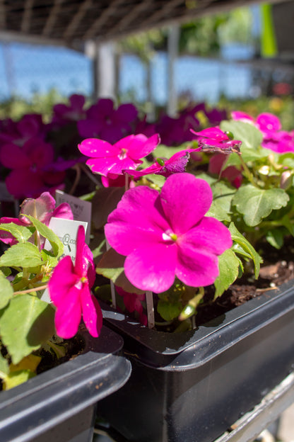 Impatiens Flowers