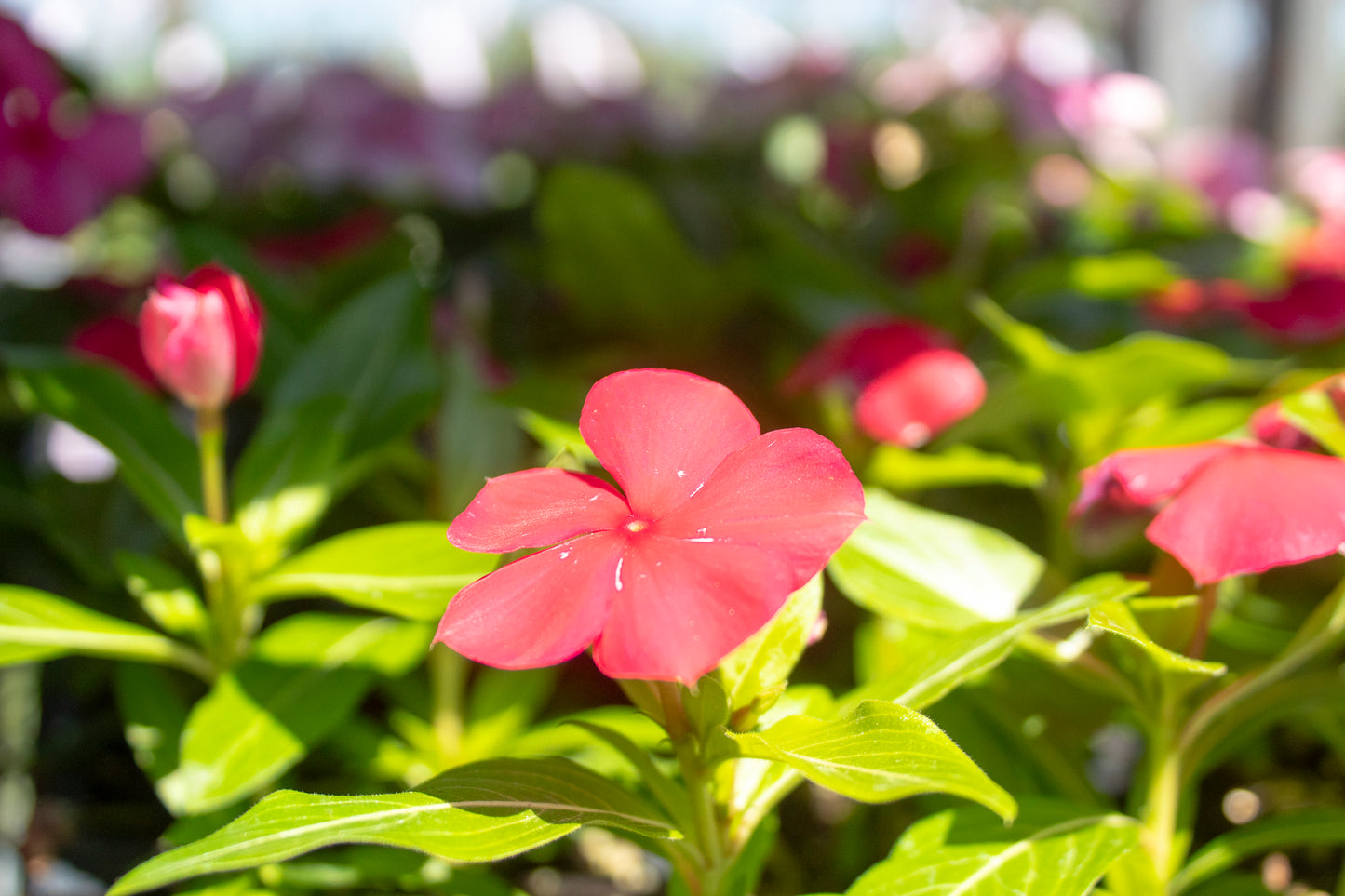 Annual Vinca (Periwinkle)
