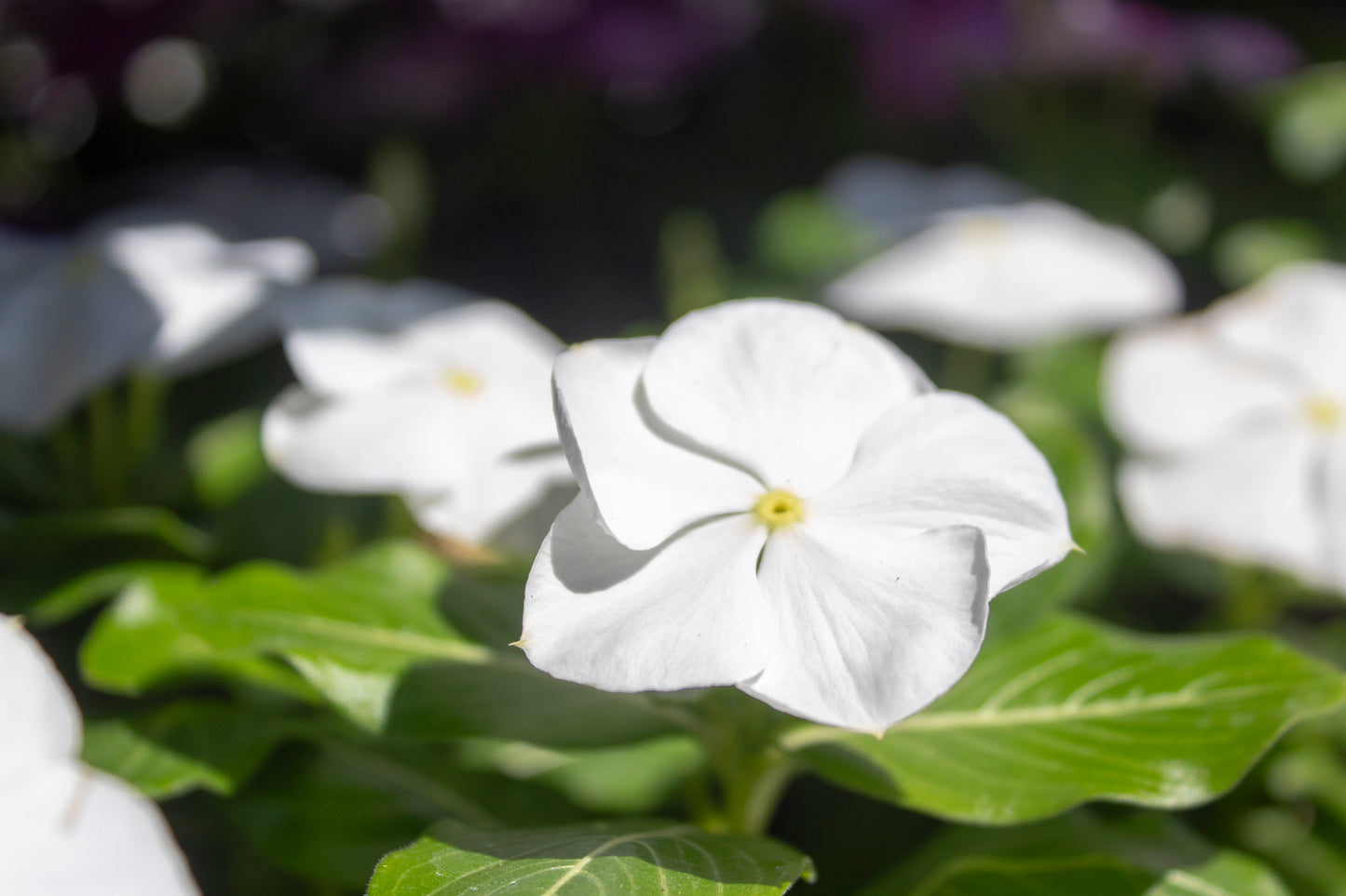 Impatiens Flowers