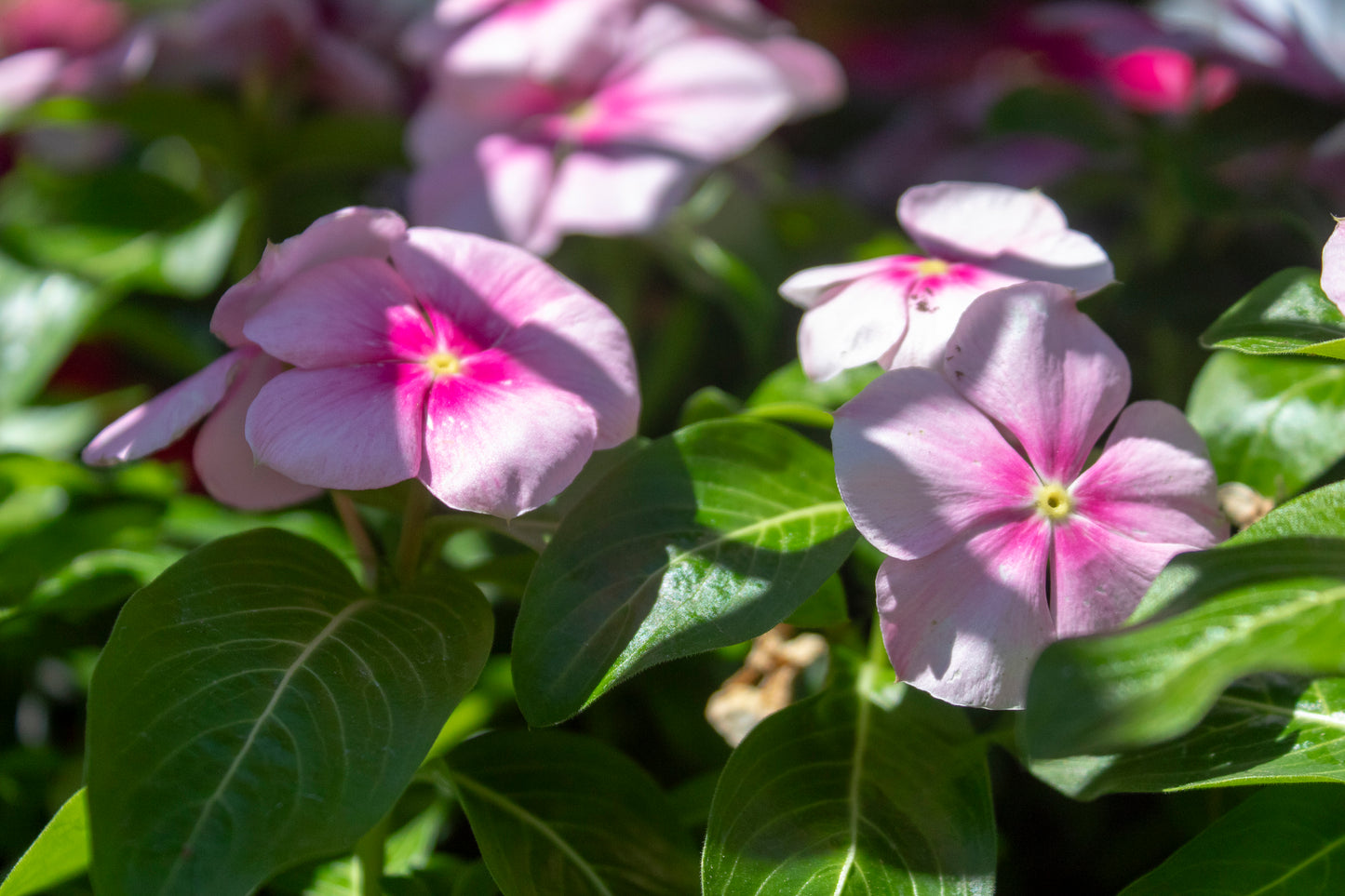 Annual Vinca (Periwinkle)