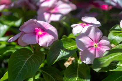 Annual Vinca (Periwinkle)