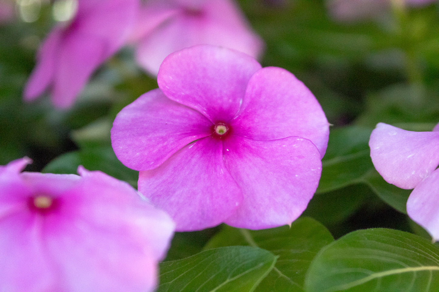 Annual Vinca (Periwinkle)