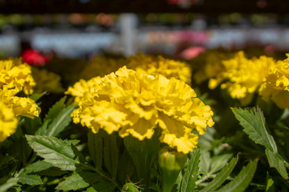 Marigolds