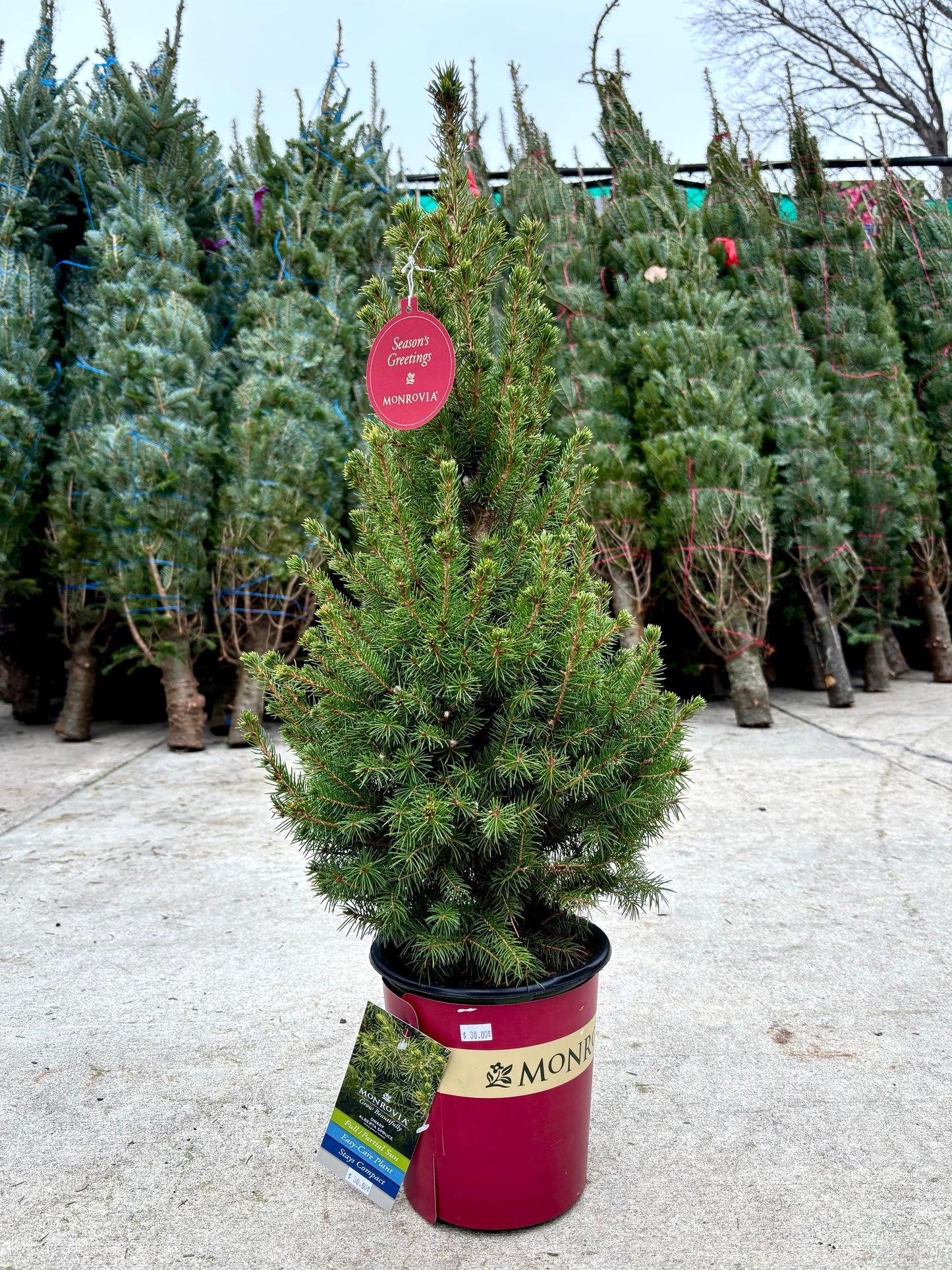 Dwarf Alberta Spruce - Picea 'Conica'