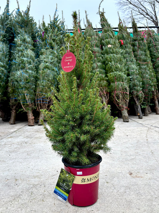 Dwarf Alberta Spruce - Picea 'Conica'