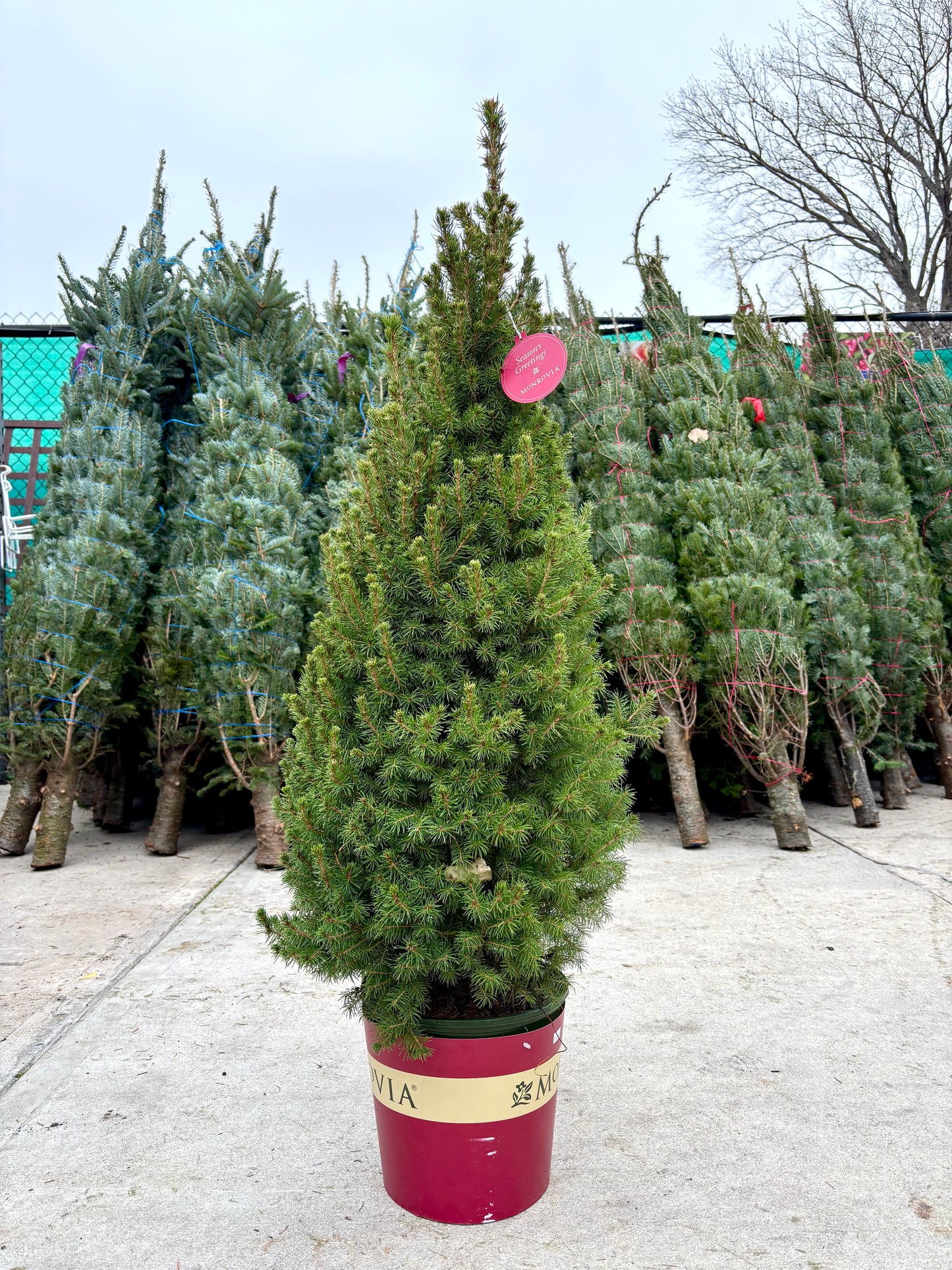 Dwarf Alberta Spruce - Picea 'Conica'