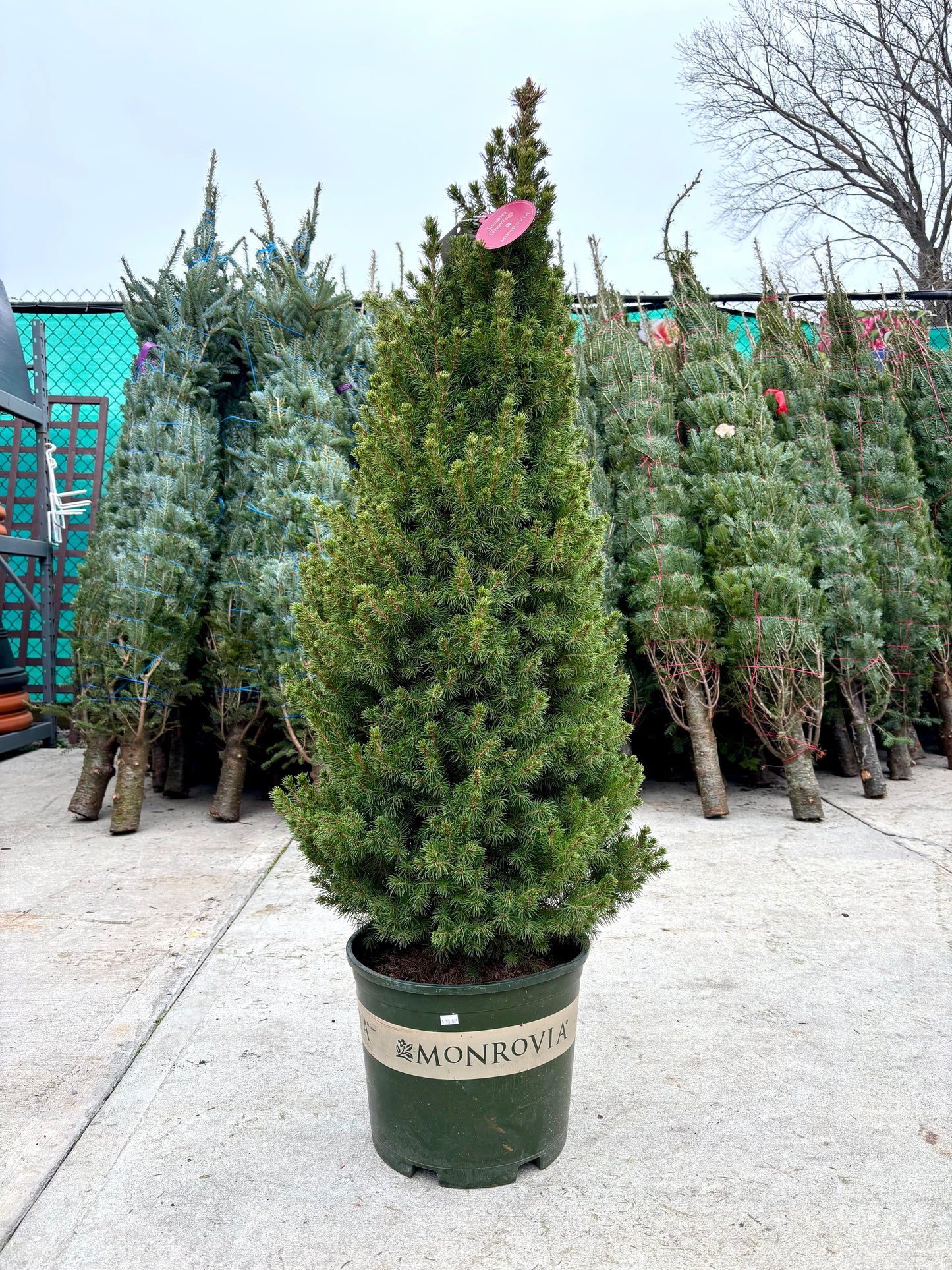 Dwarf Alberta Spruce - Picea 'Conica'