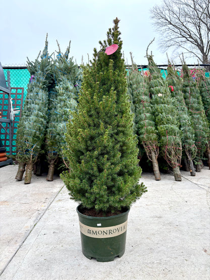 Dwarf Alberta Spruce - Picea 'Conica'