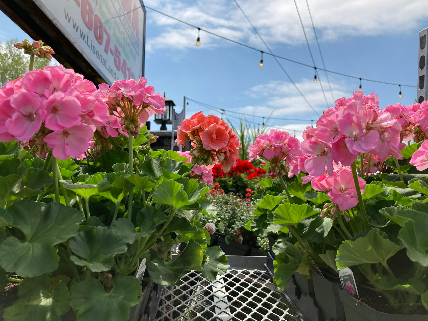 Geraniums