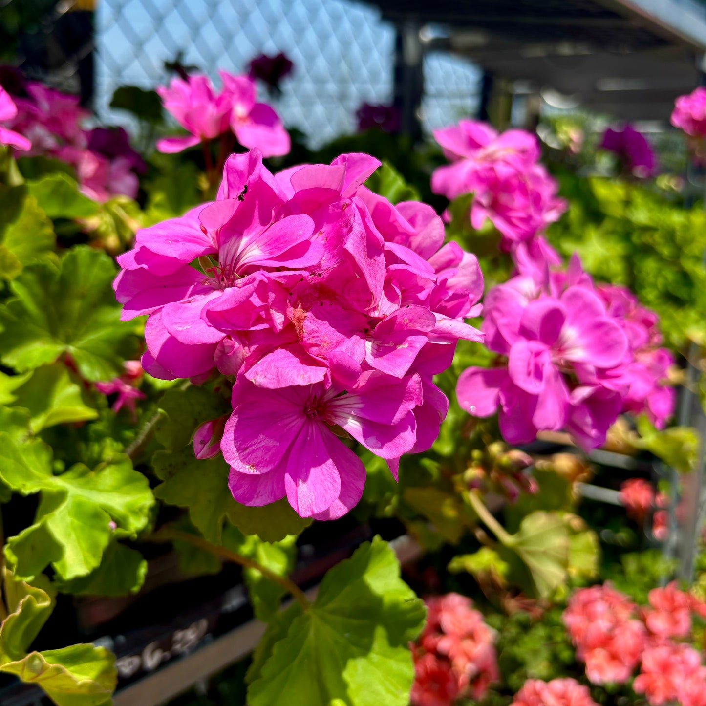 Geraniums