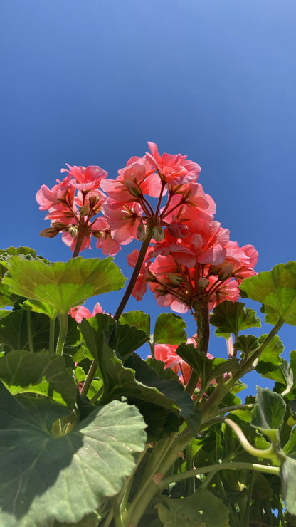 Geraniums