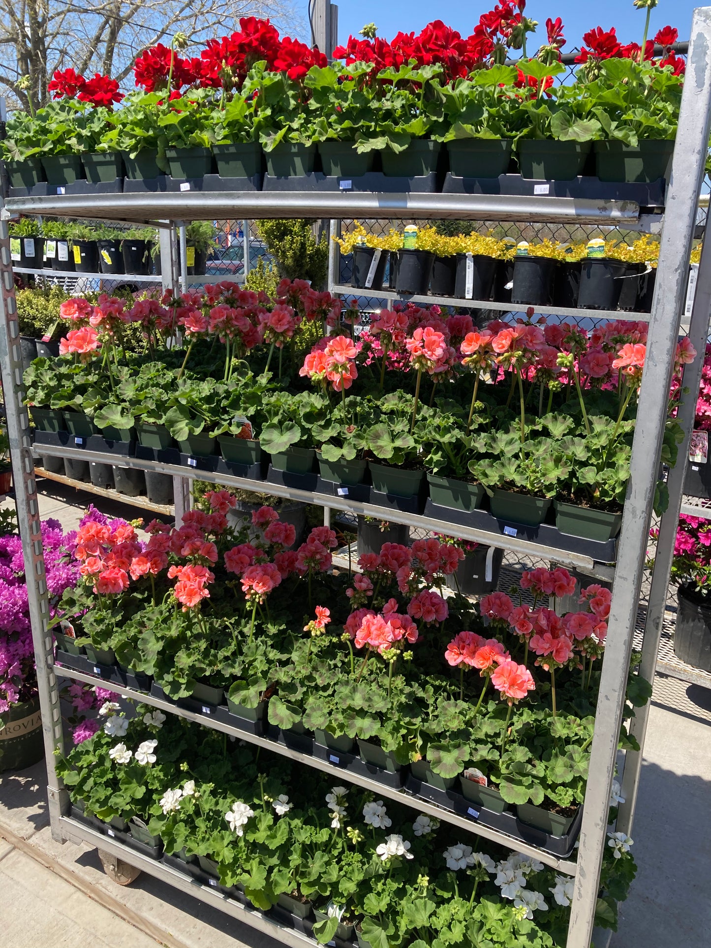 Geraniums