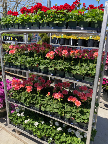Geraniums