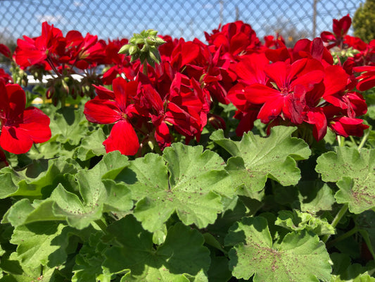Geraniums