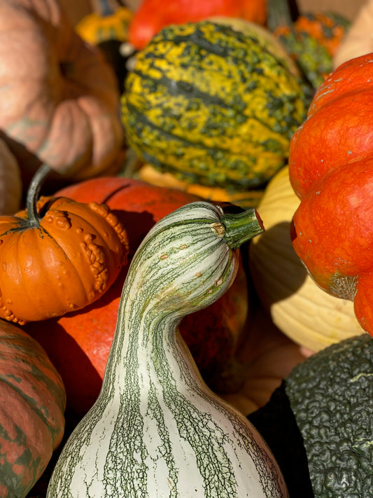 Gourds