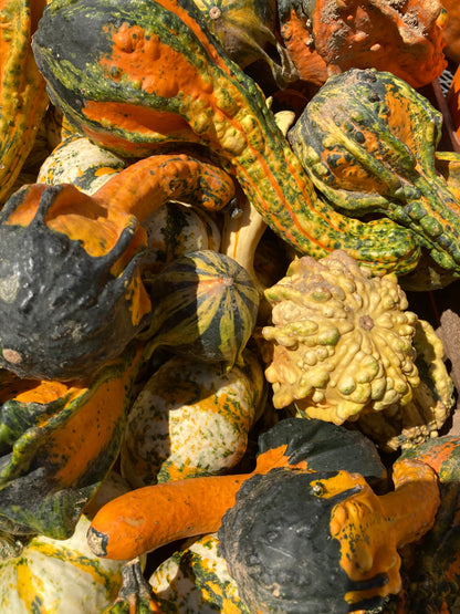 Gourds