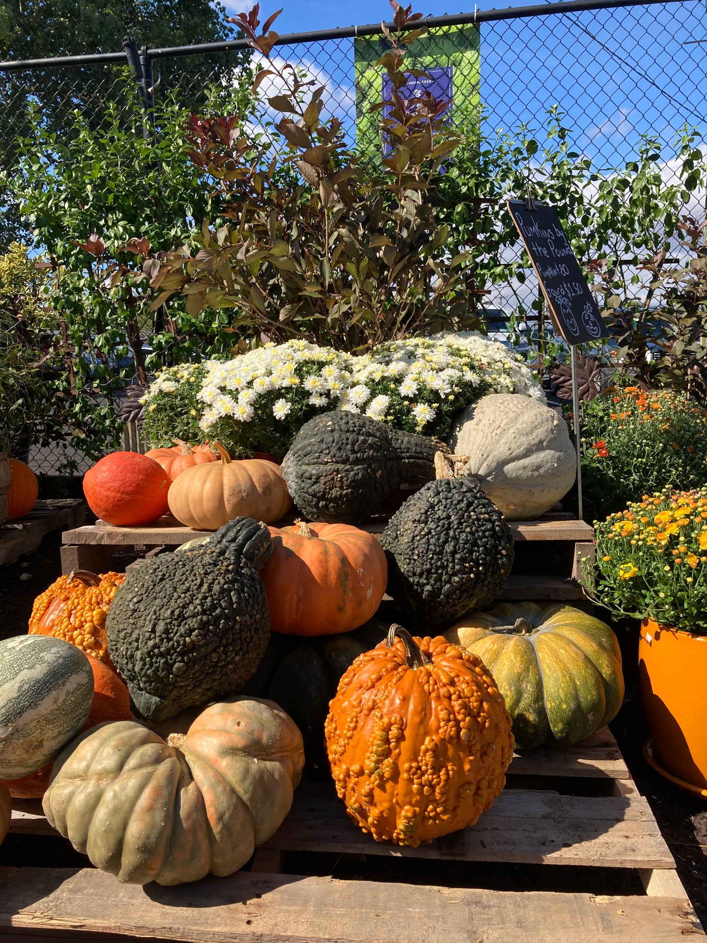 Gourds