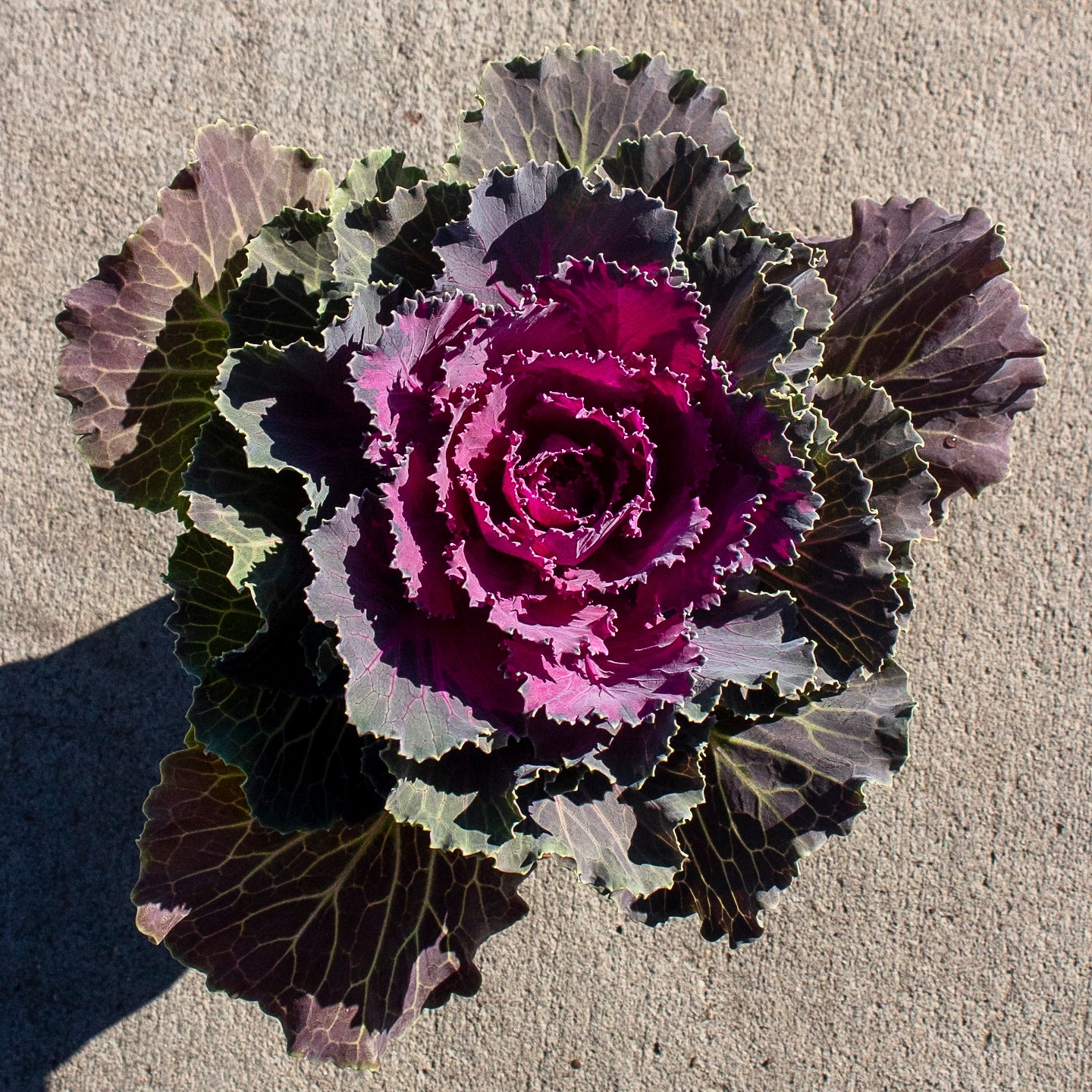 Ornamental Cabbage and Kale
