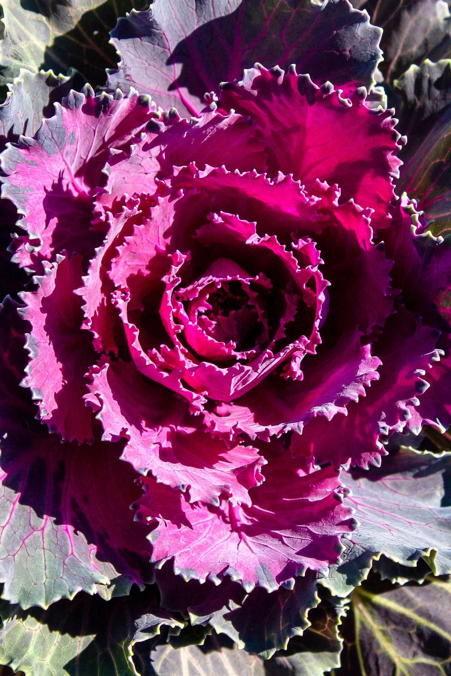 Ornamental Cabbage and Kale