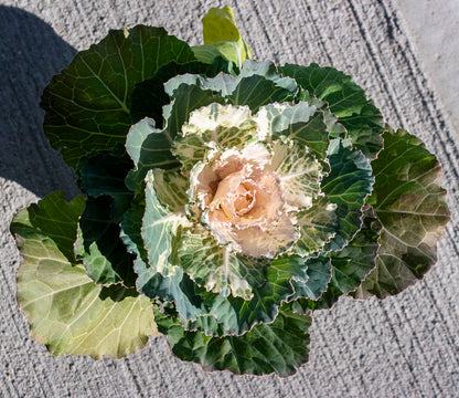 Ornamental Cabbage and Kale