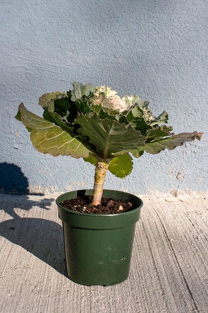Ornamental Cabbage and Kale