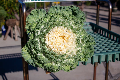 Ornamental Cabbage and Kale