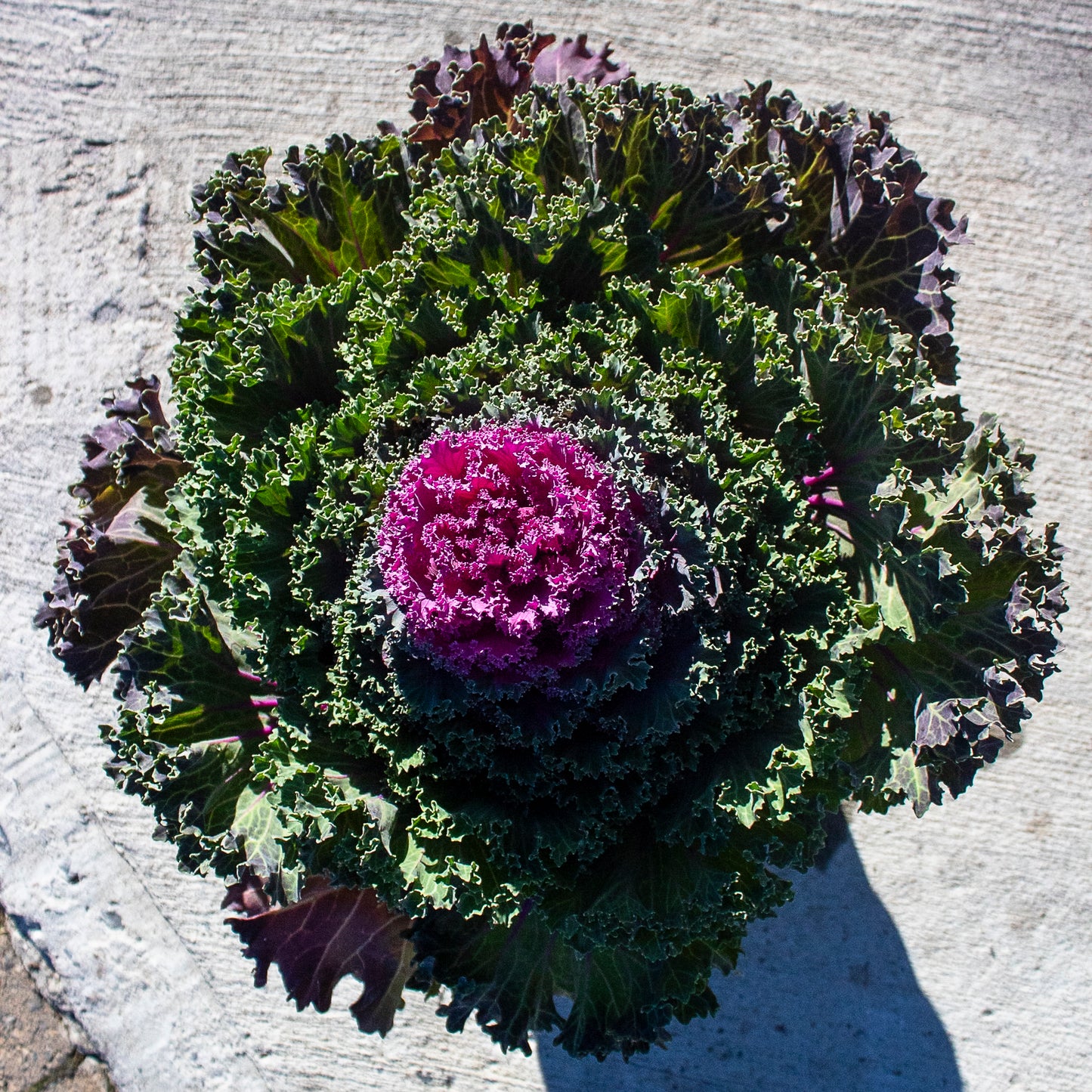 Ornamental Cabbage and Kale