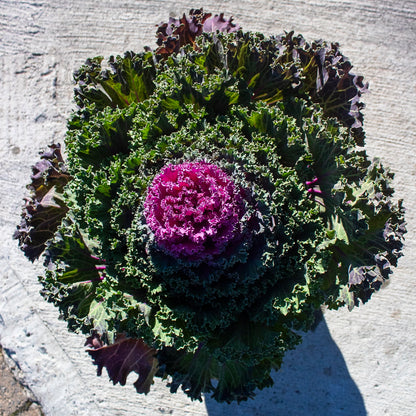 Ornamental Cabbage and Kale