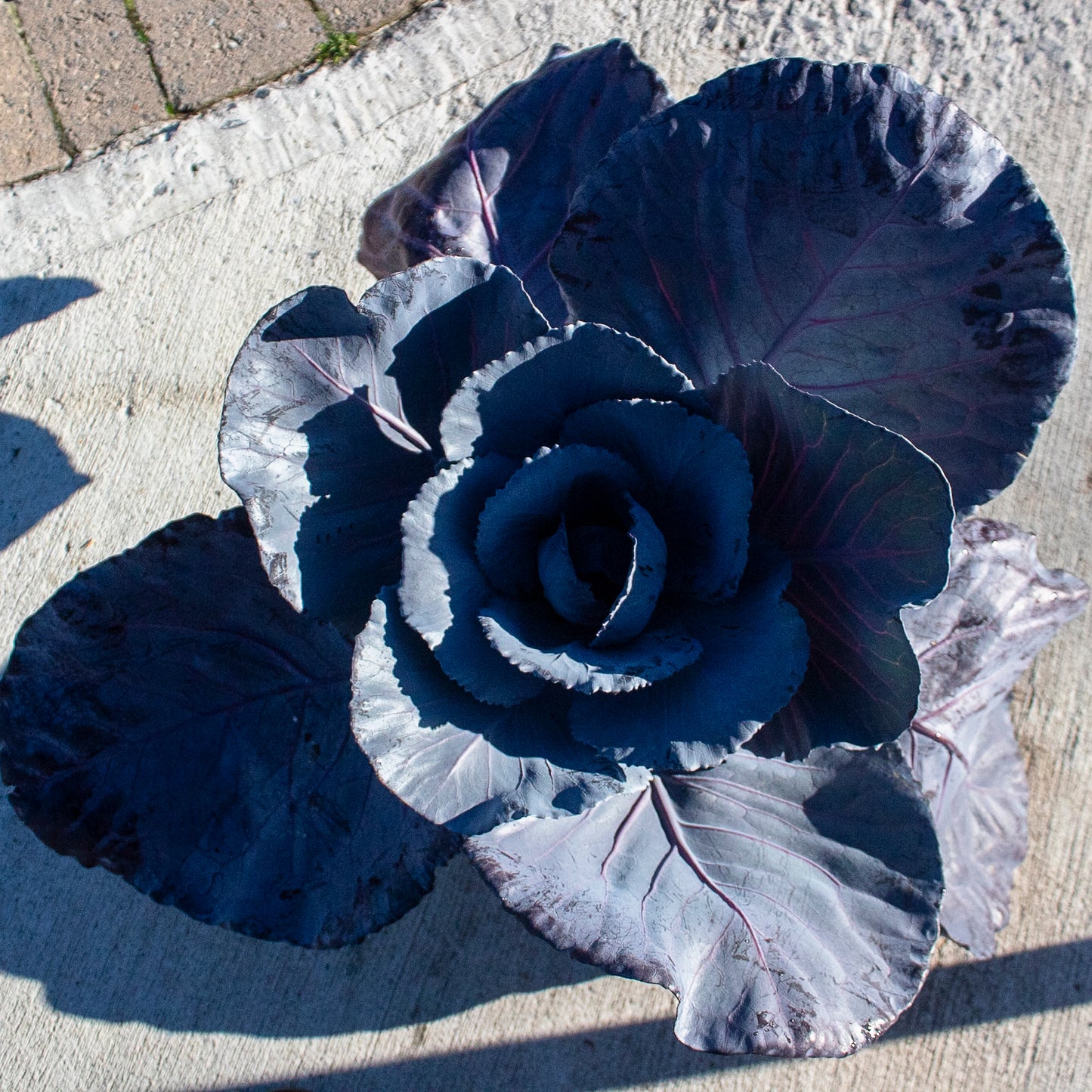 Ornamental Cabbage and Kale