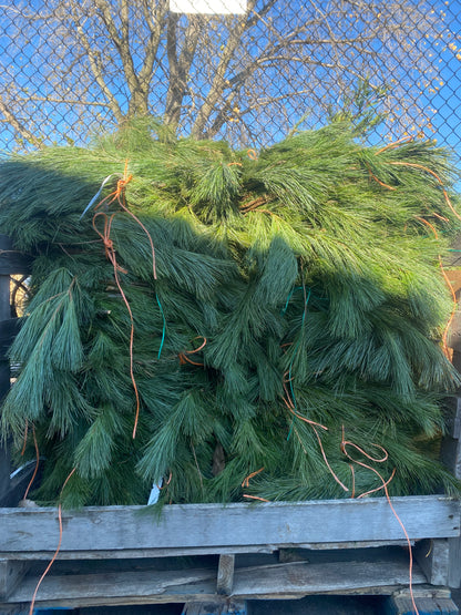Garland - White Pine Roping