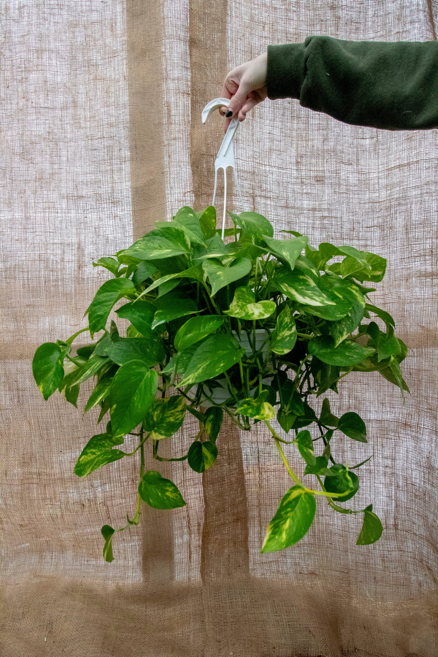 Pothos - Hanging Basket