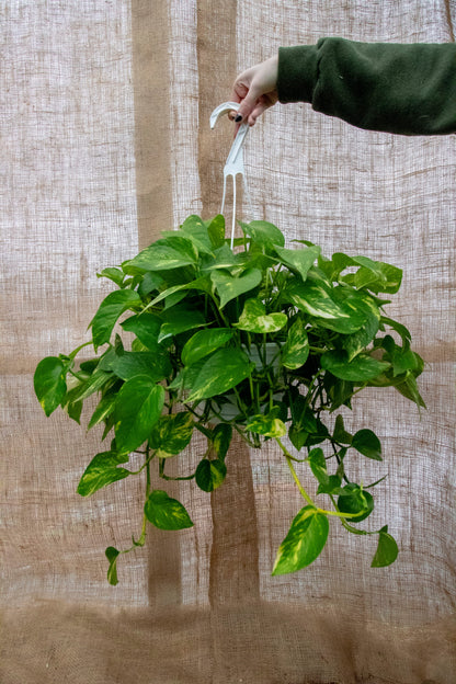 Pothos - Hanging Basket
