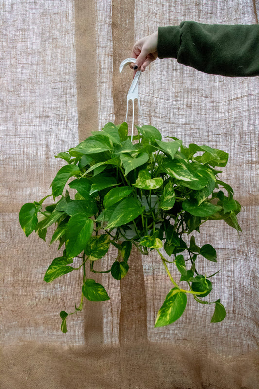Pothos - Hanging Basket