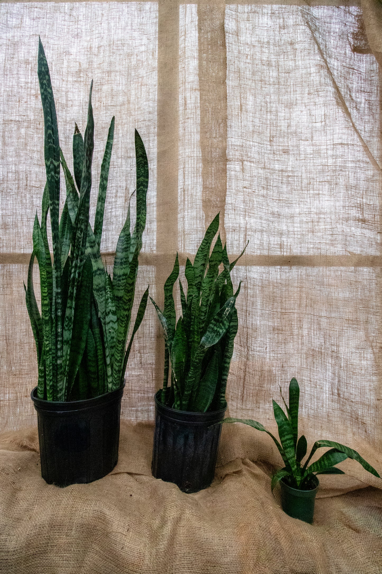 Snake Plant