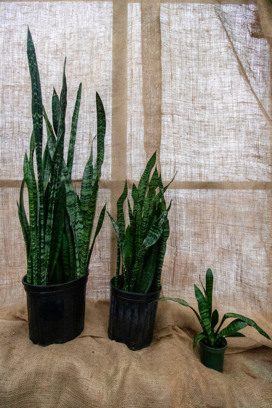 Snake Plant