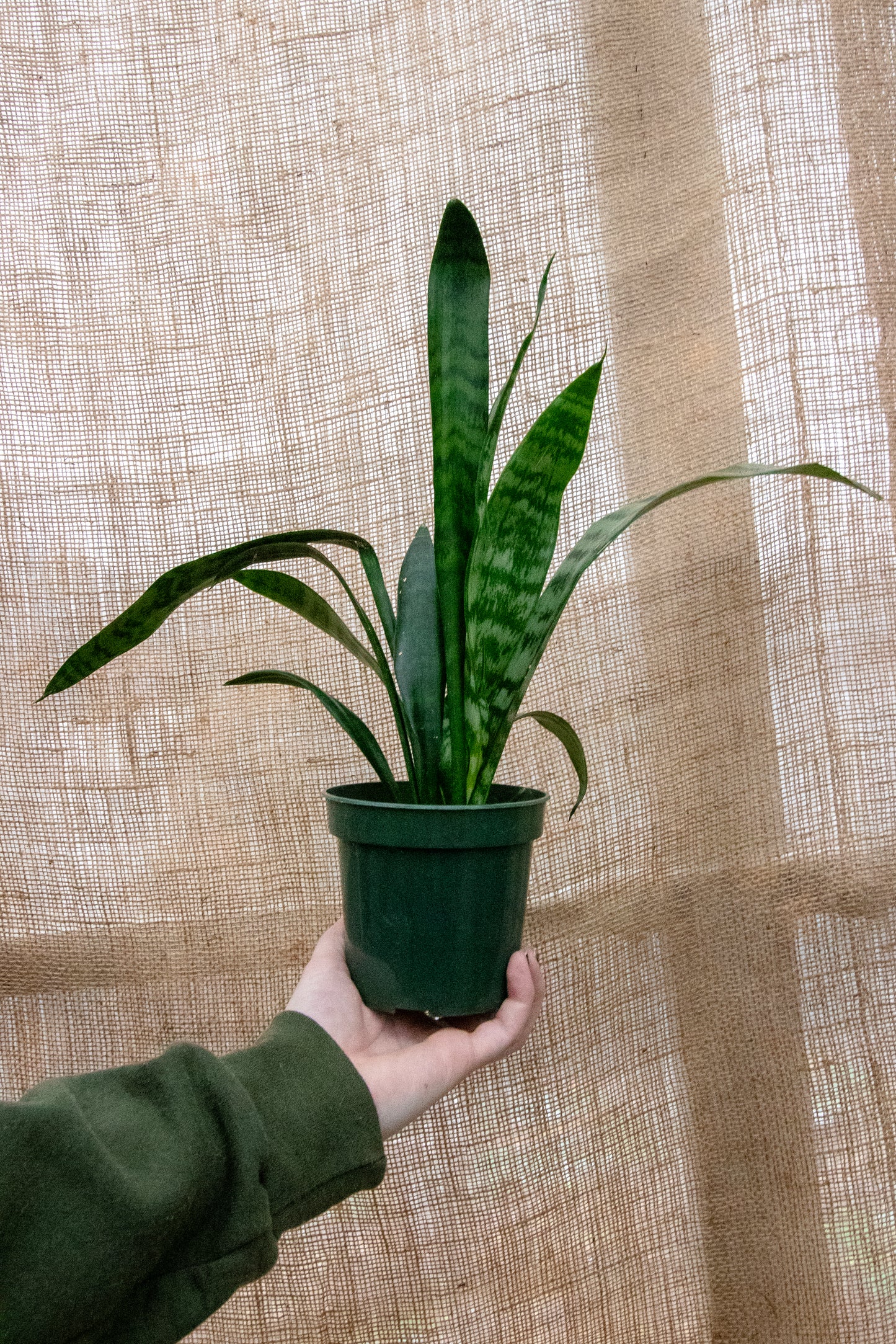 Snake Plant