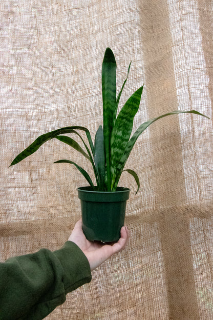 Snake Plant