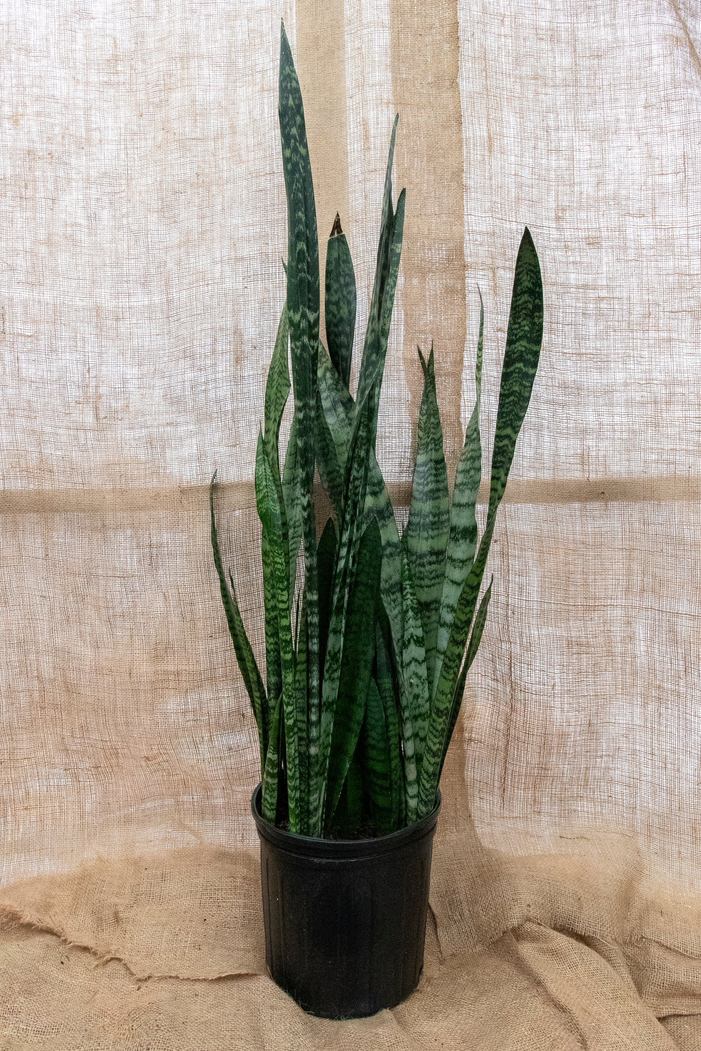 Snake Plant