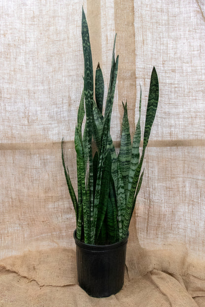 Snake Plant
