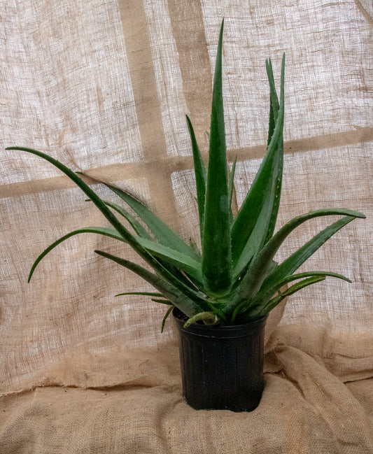 Aloe Vera