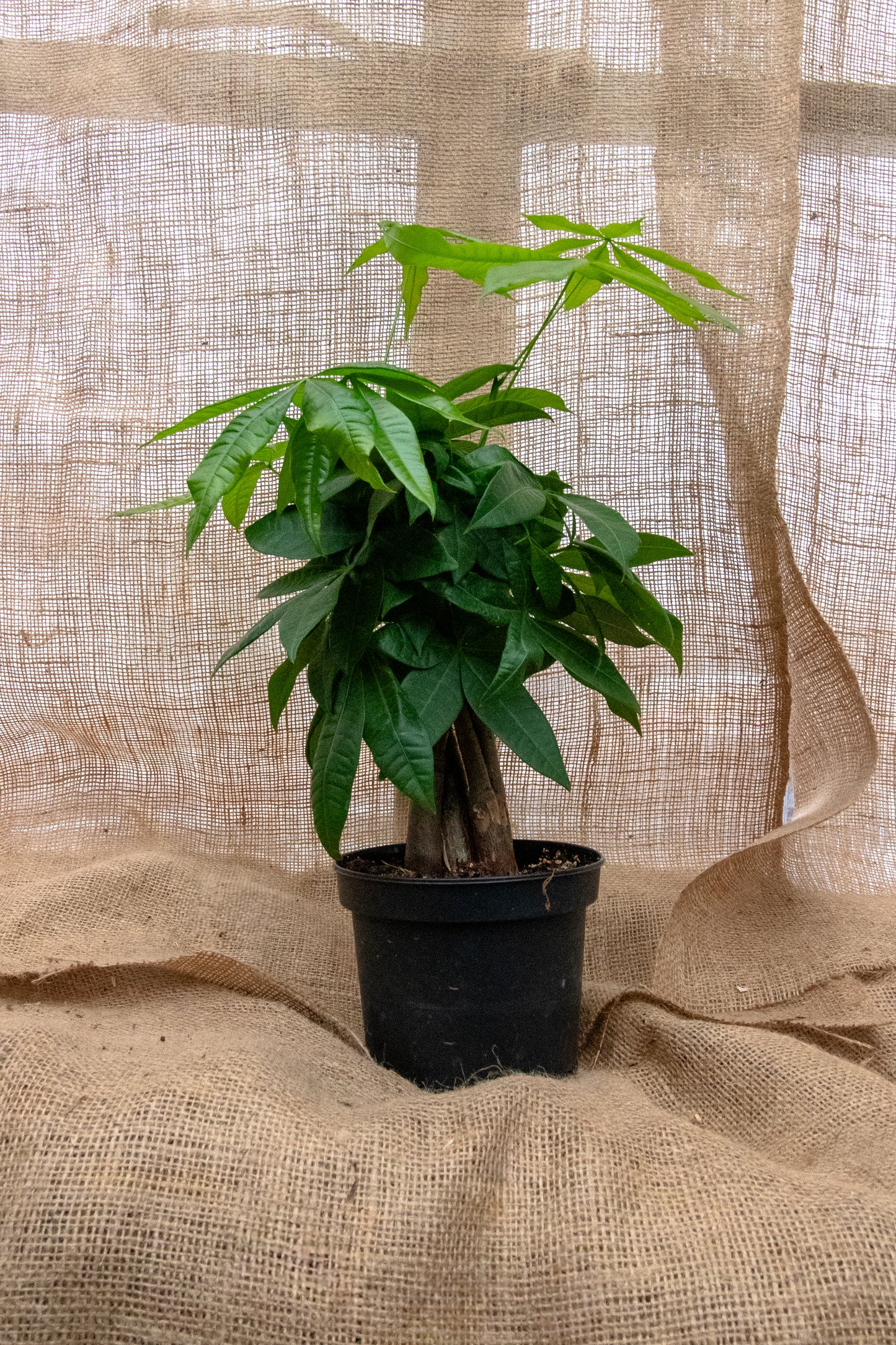 Money Tree - Braided
