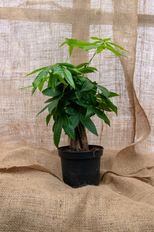 Money Tree - Braided