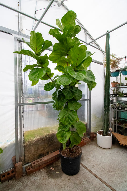 Fiddle Leaf Fig