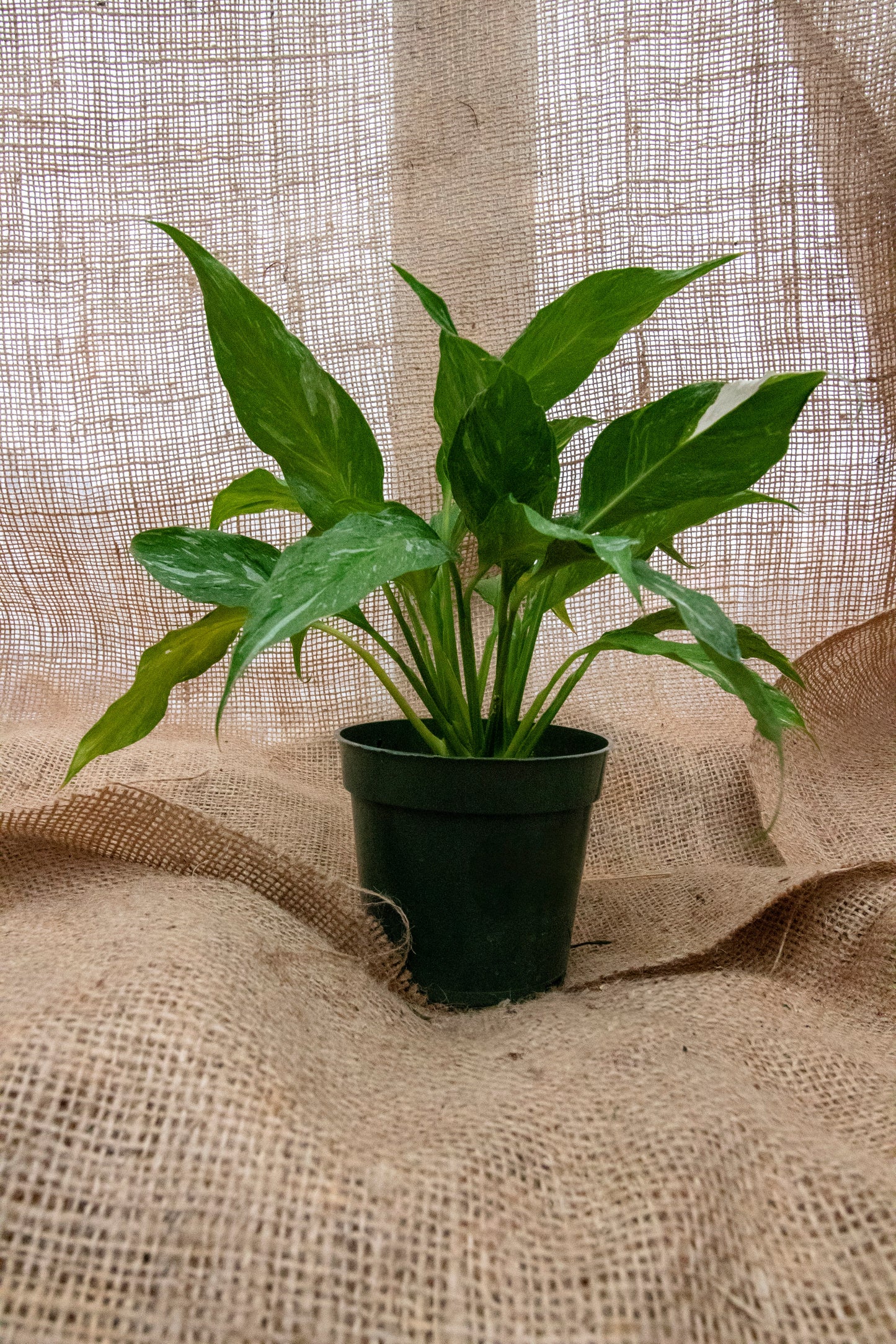 Peace Lily