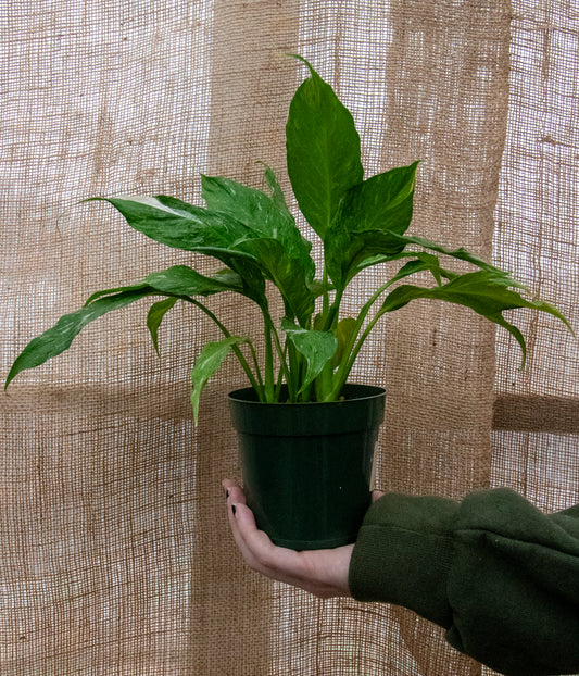 Peace Lily