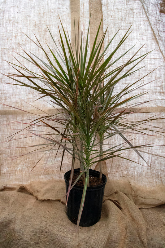 Dracaena - Marginata