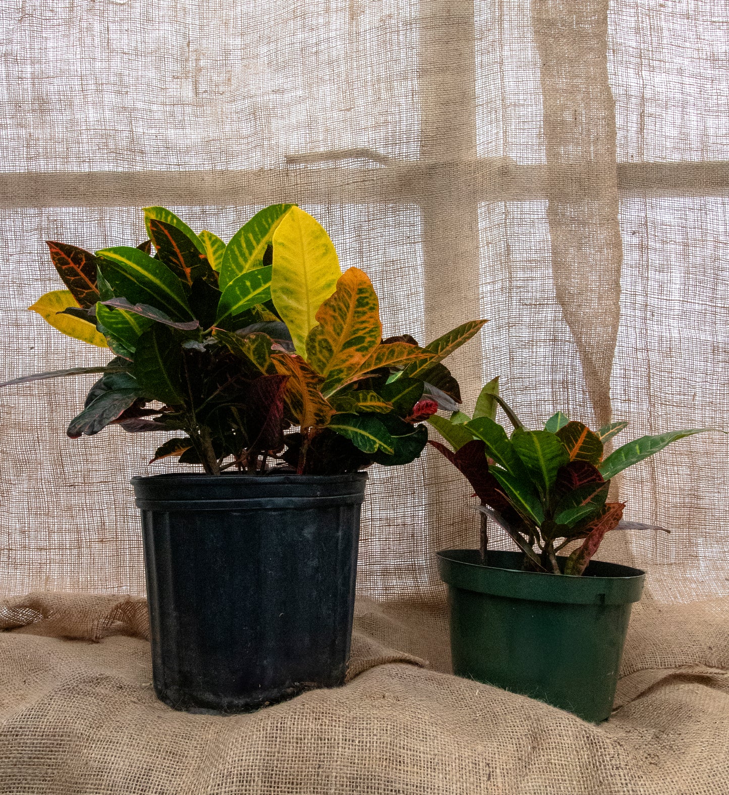 Croton Petra