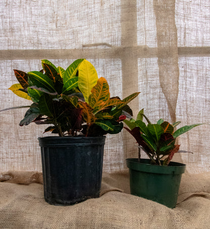 Croton Petra