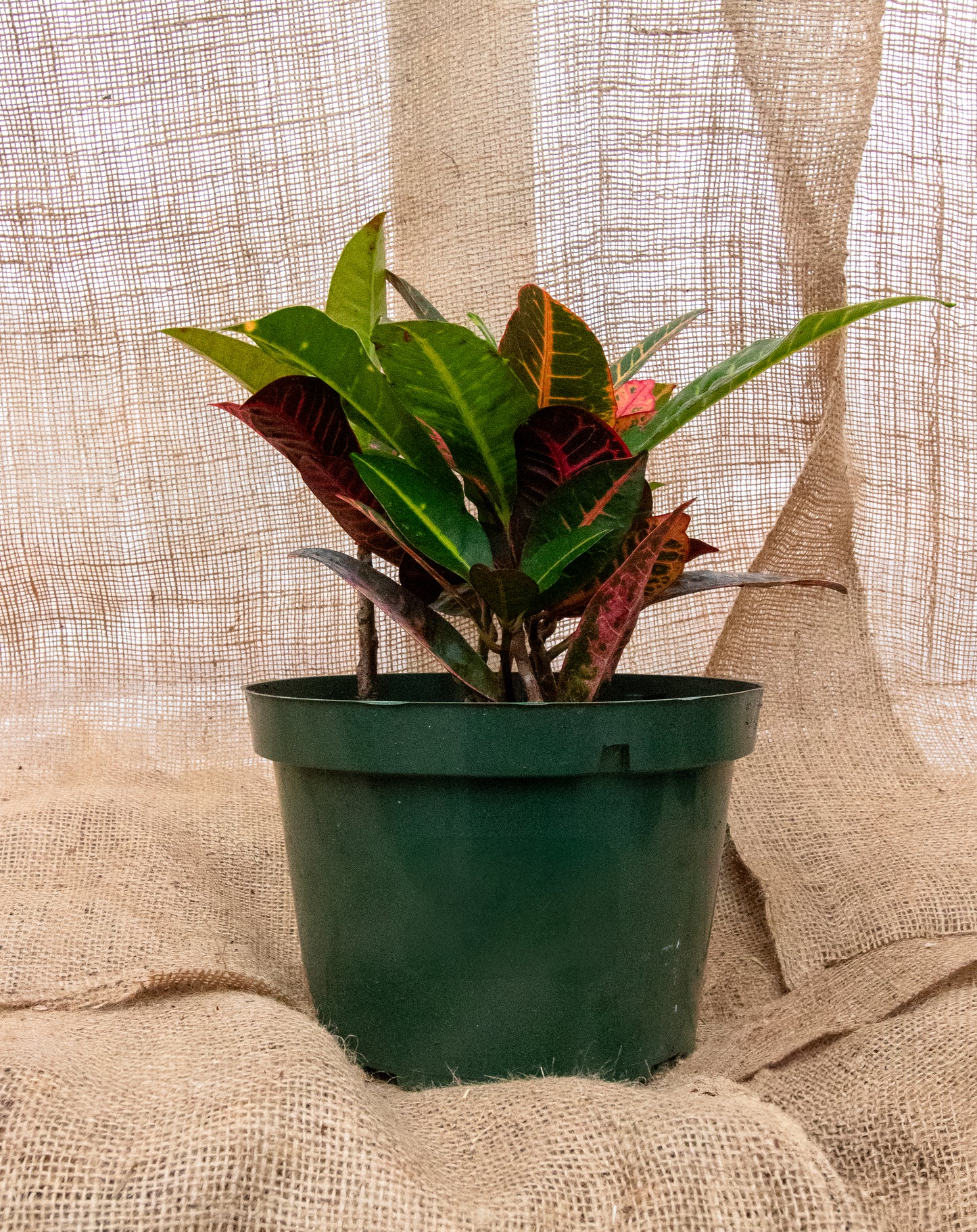 Croton Petra